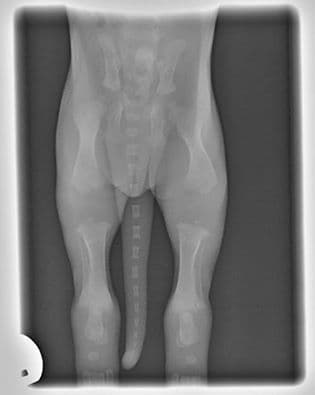 Dog Skeletal Picture