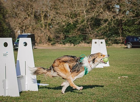 Blue Sky Flyball Teams – Fast-Paced Fun for Dogs & Owners | Blue Sky ...